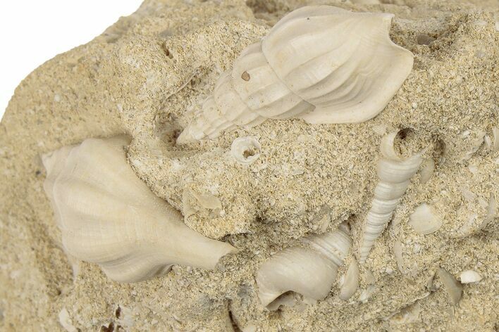 Fossil, Eocene Gastropod Cluster - Damery, France #189603